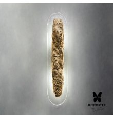 Бра Lava/Handmade Glass Brass