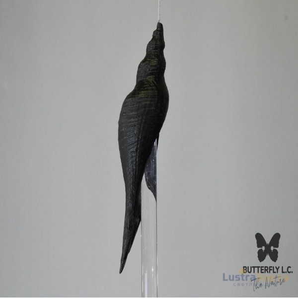 Люстра Shell 107/Drop Graphite