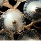 Потолочная люстра Loft IT Bloom 10352/1000C AB