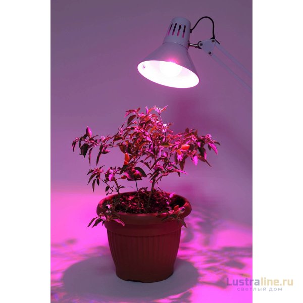 Фитолампа для растений светодиодная ЭРА E27 12W 1310K FITO-12W-RB-E27-K Б0039070 Фитолампа для растений светодиодная ЭРА E27 12W 1310K FITO-12W-RB-E27-K Б0039070