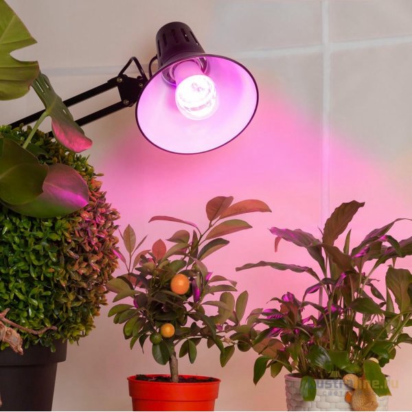 Фитолампа для растений светодиодная ЭРА E27 12W 1310K FITO-12W-RB-E27-K Б0039070 Фитолампа для растений светодиодная ЭРА E27 12W 1310K FITO-12W-RB-E27-K Б0039070