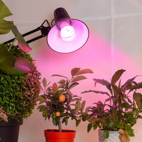 Фитолампа для растений светодиодная ЭРА E27 12W 1300K FITO-12W-RB-E27 Б0050601 Фитолампа для растений светодиодная ЭРА E27 12W 1300K FITO-12W-RB-E27 Б0050601