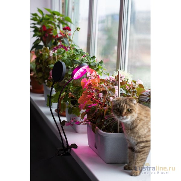 Настольная лампа Эра FITO-20W-АLED-R Б0053290