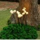 Садовый светильник на солнечной батарее Uniel USL-S-832/PM030 FAIRY MUSHROOMS SET25 UL-00011677